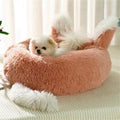The Foxxy Bed